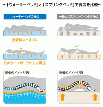 『ウォーターベッド』と『スプリングベッド』で背骨を比較